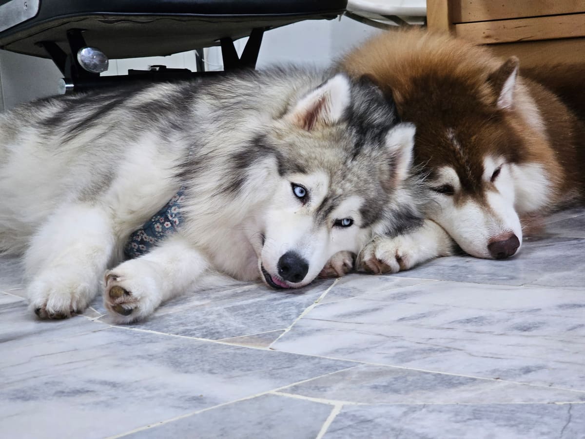 WOH Family dog photo 1