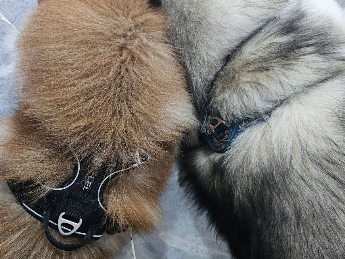 WOH Family dog photo 2