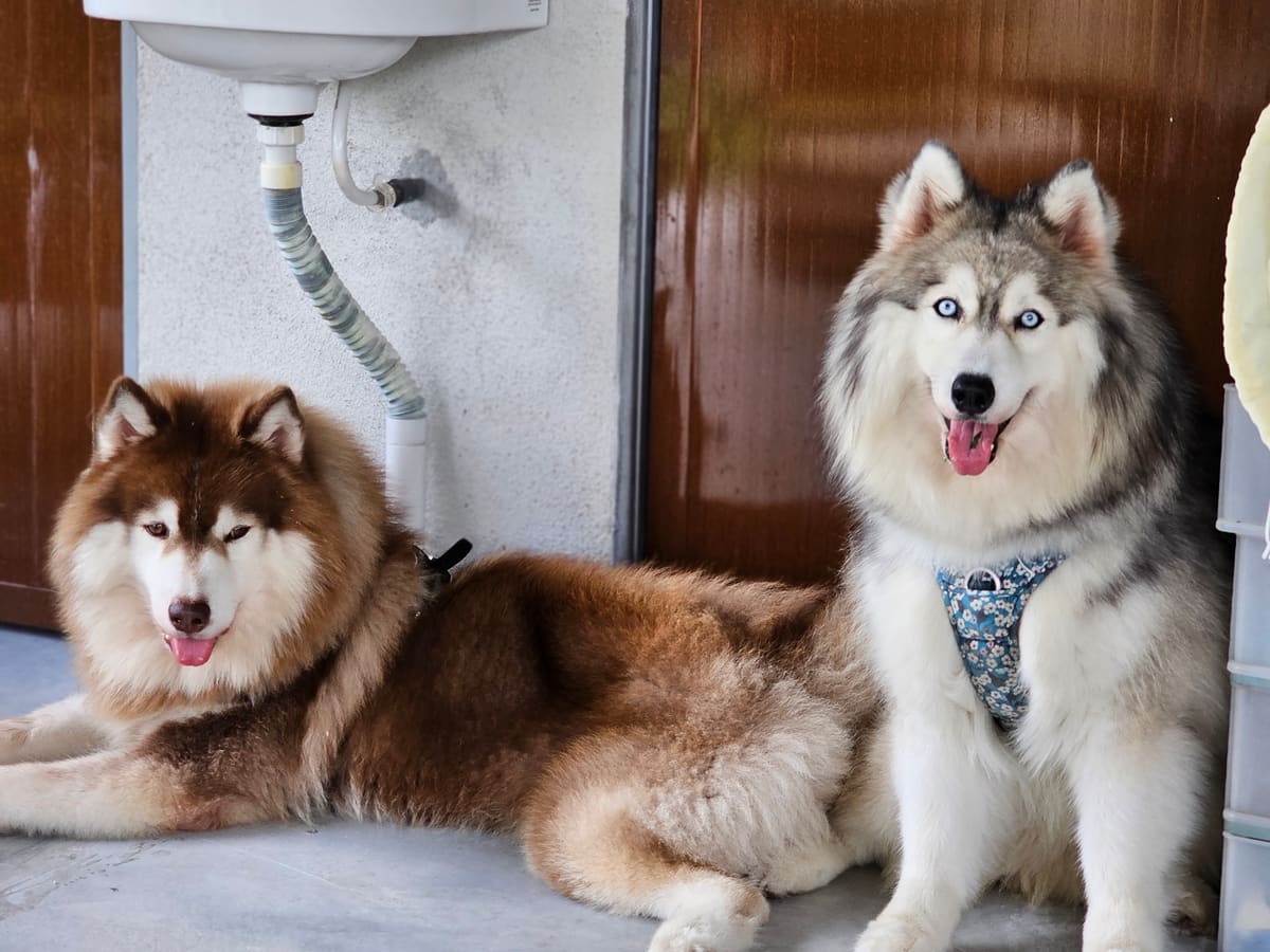 WOH Family dog photo 3