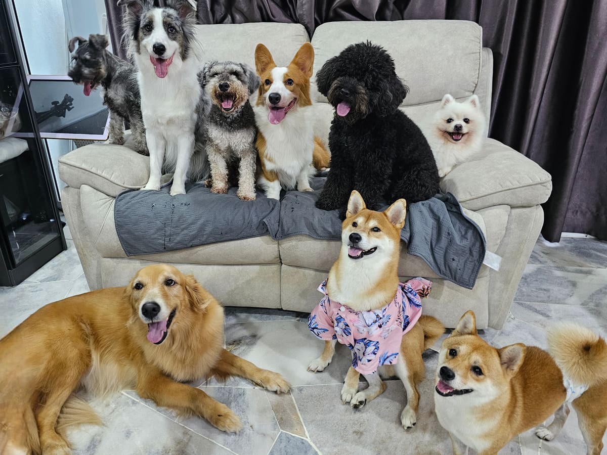 WOH Family dog photo 4