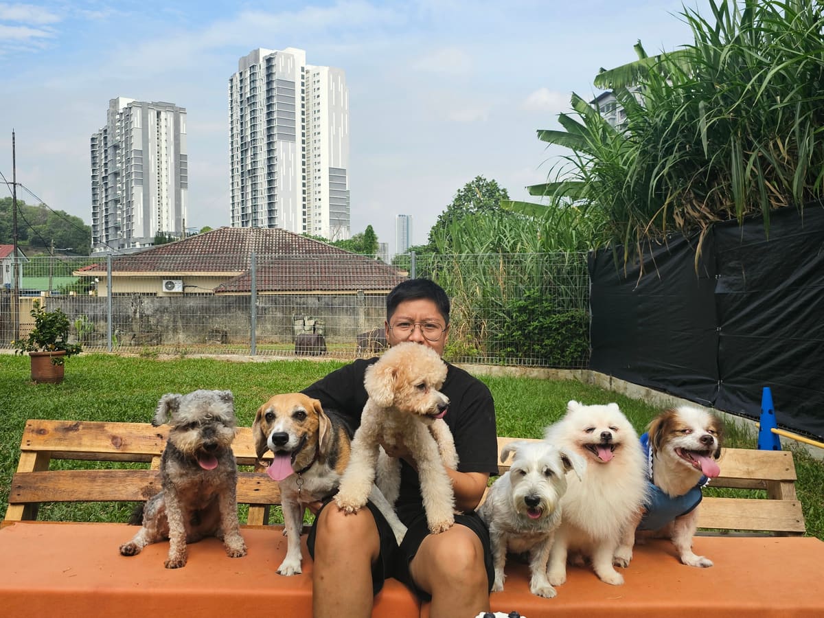 WOH Family dog photo 6