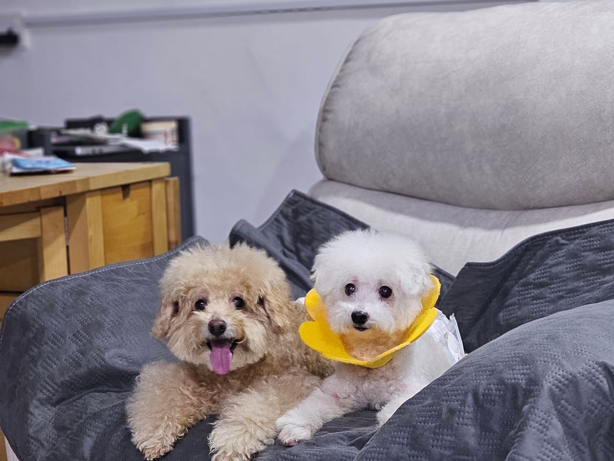 WOH Family dog photo 7