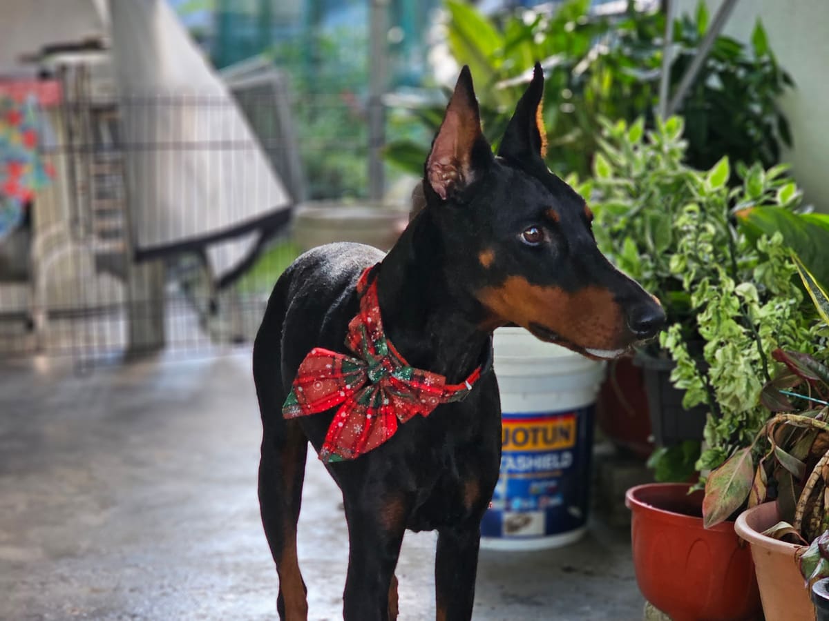 WOH Family dog photo 8