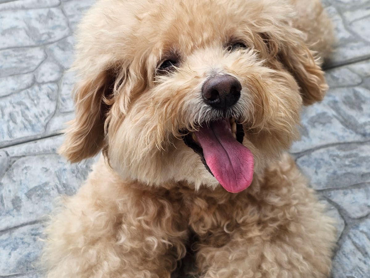 WOH Family dog photo 9