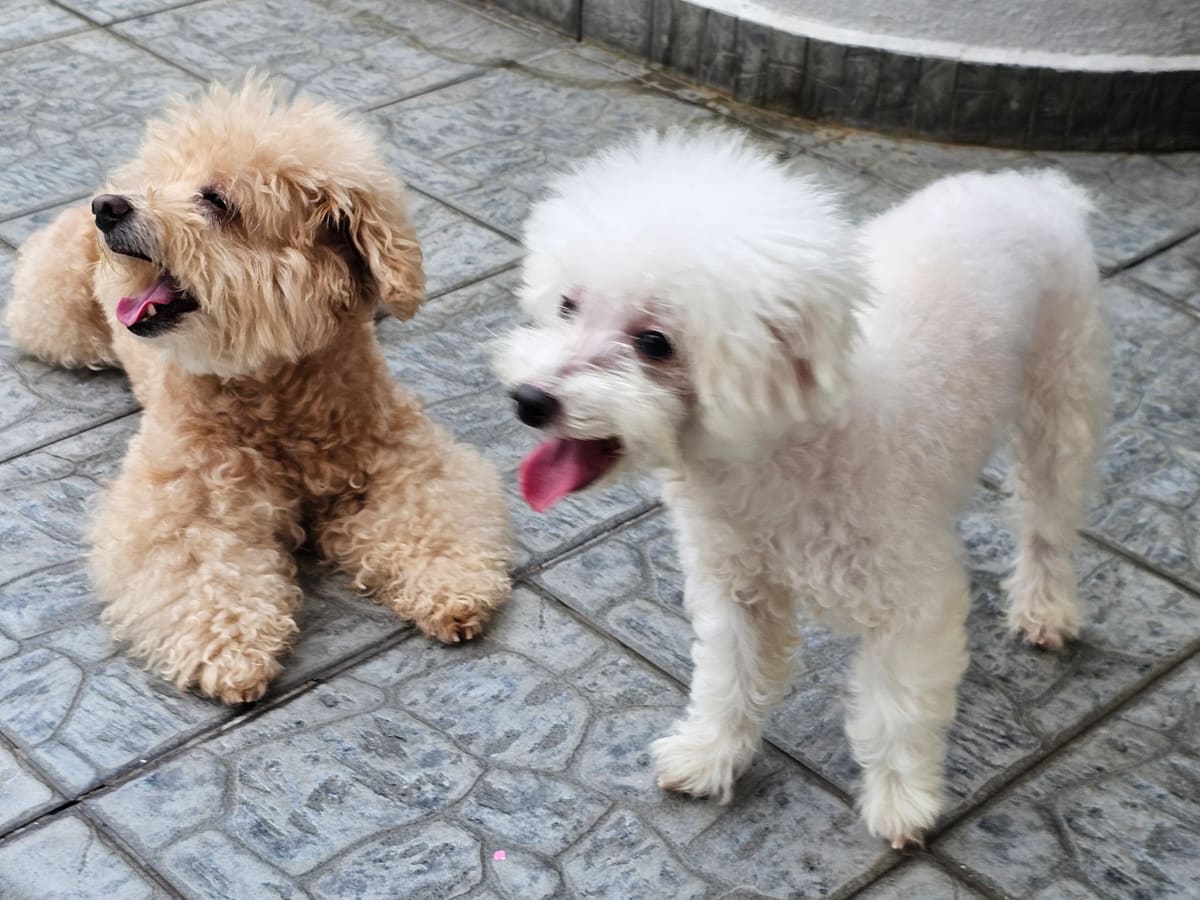 WOH Family dog photo 10