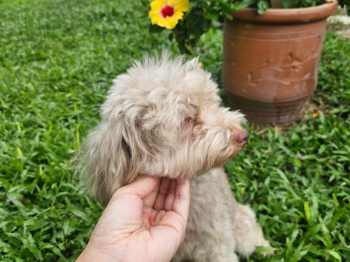 WOH Family dog photo 11