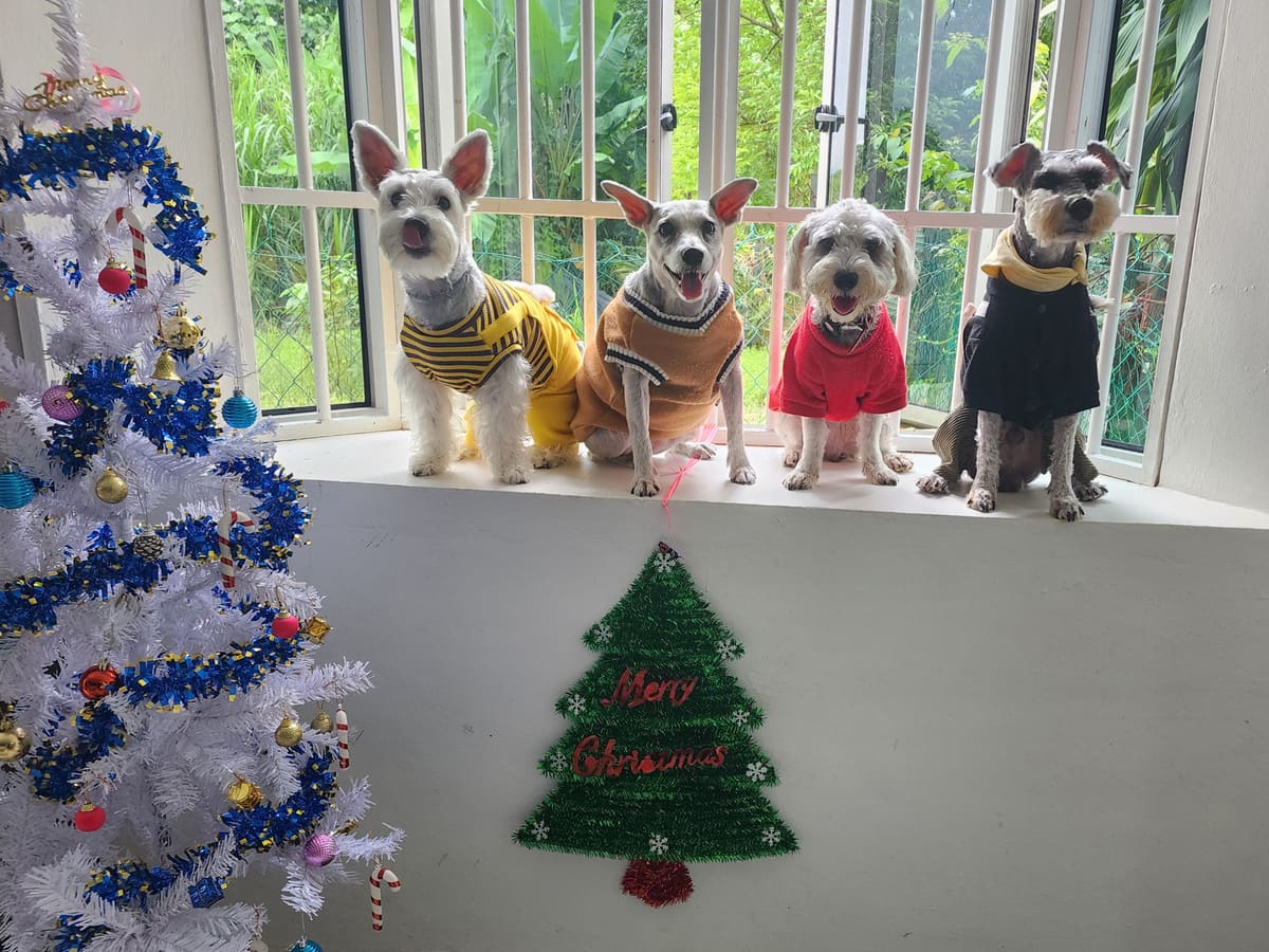 WOH Family dog photo 12