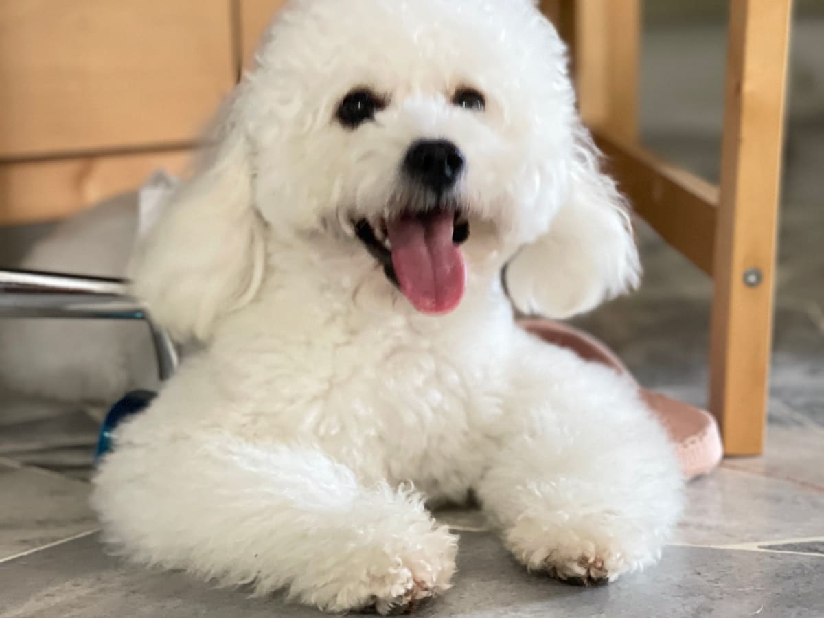 WOH Family dog photo 13