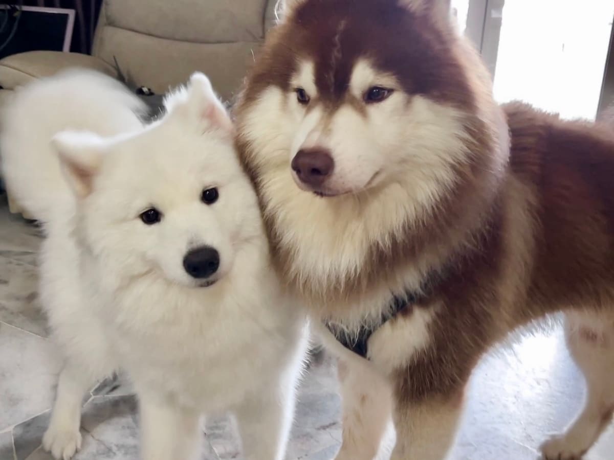 WOH Family dog photo 14