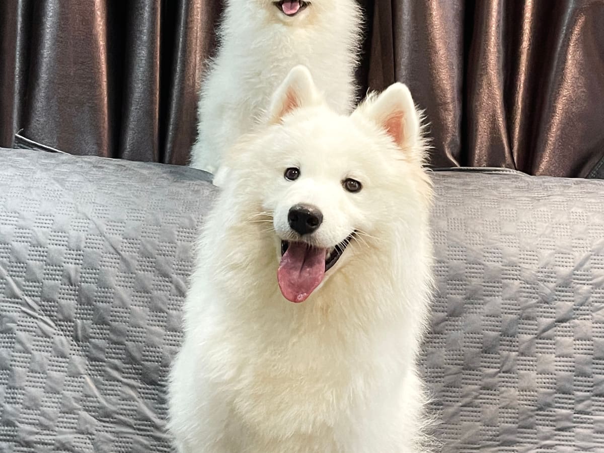 WOH Family dog photo 15