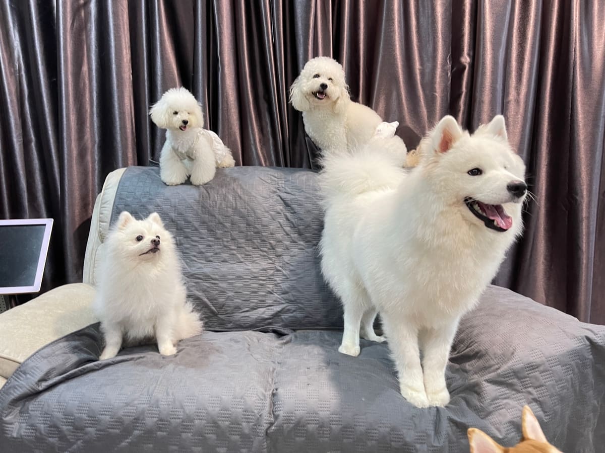 WOH Family dog photo 16