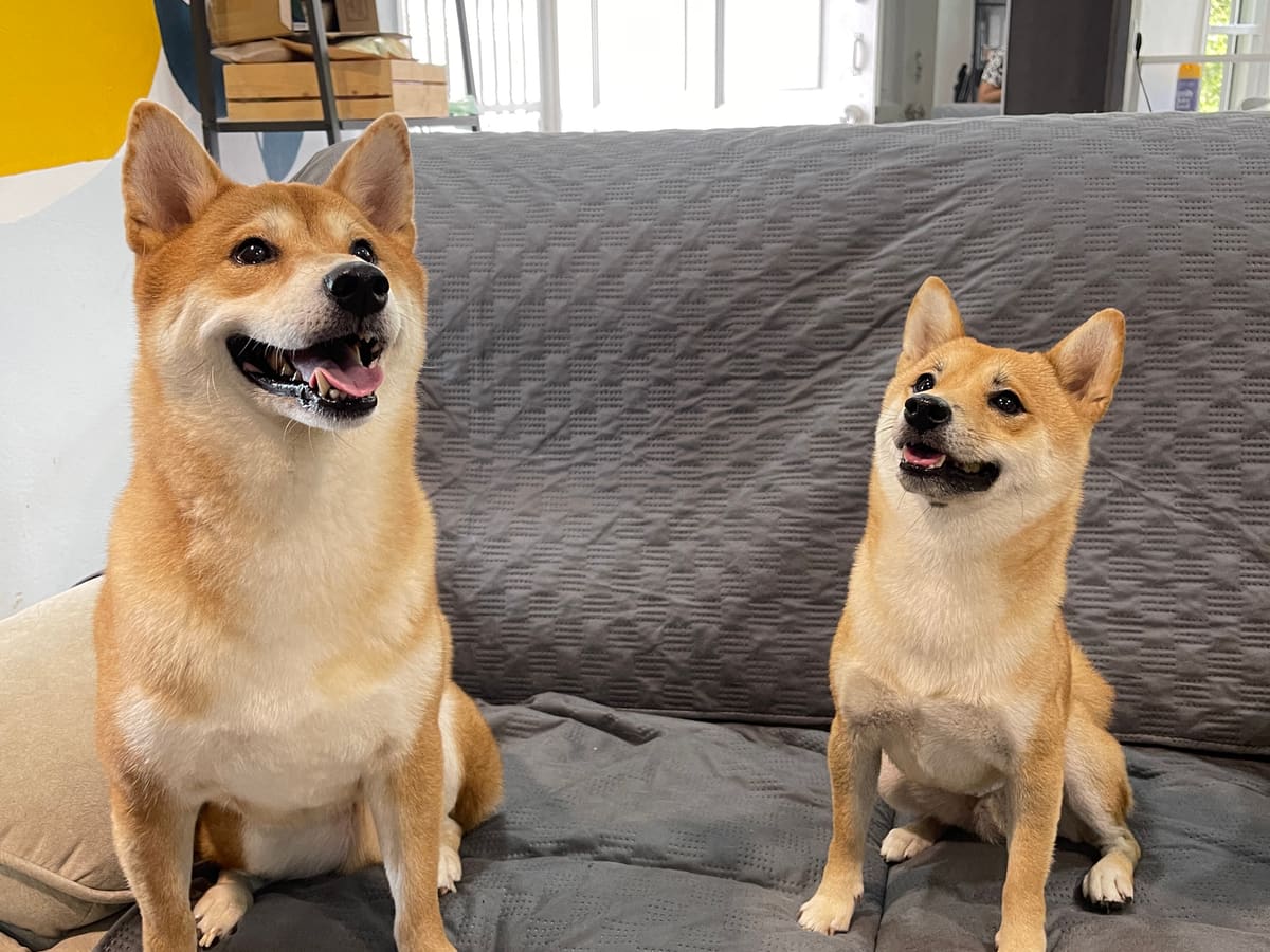 WOH Family dog photo 17