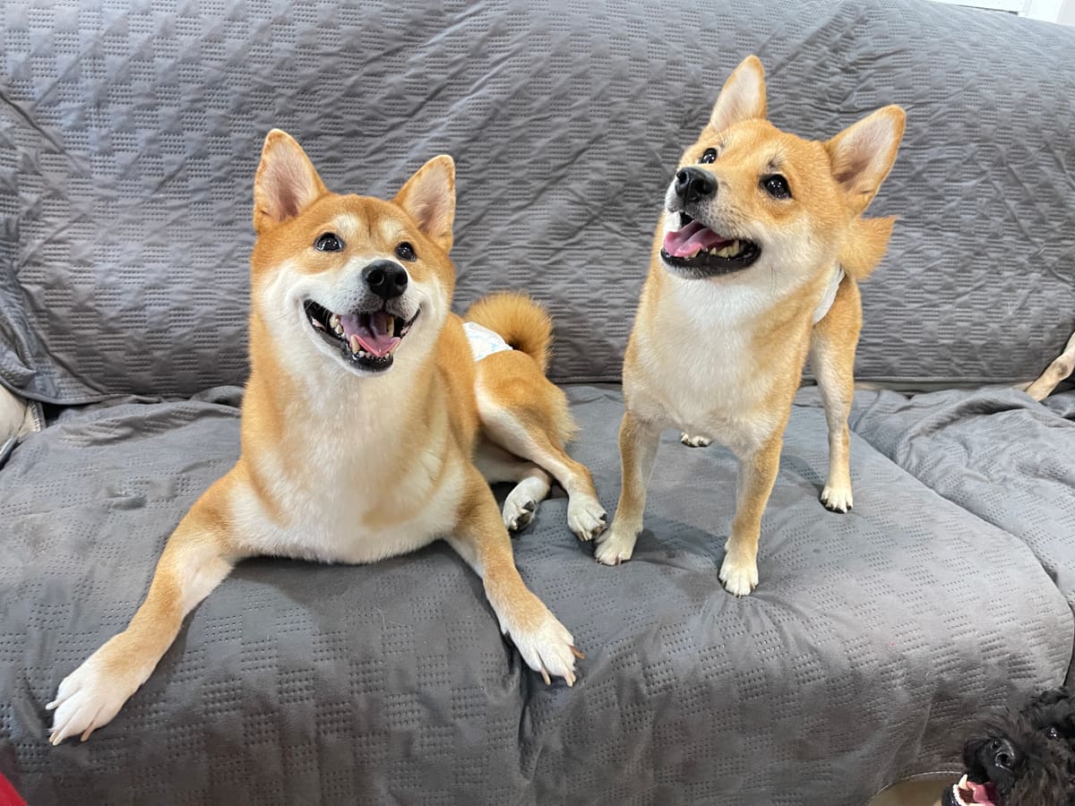 WOH Family dog photo 18