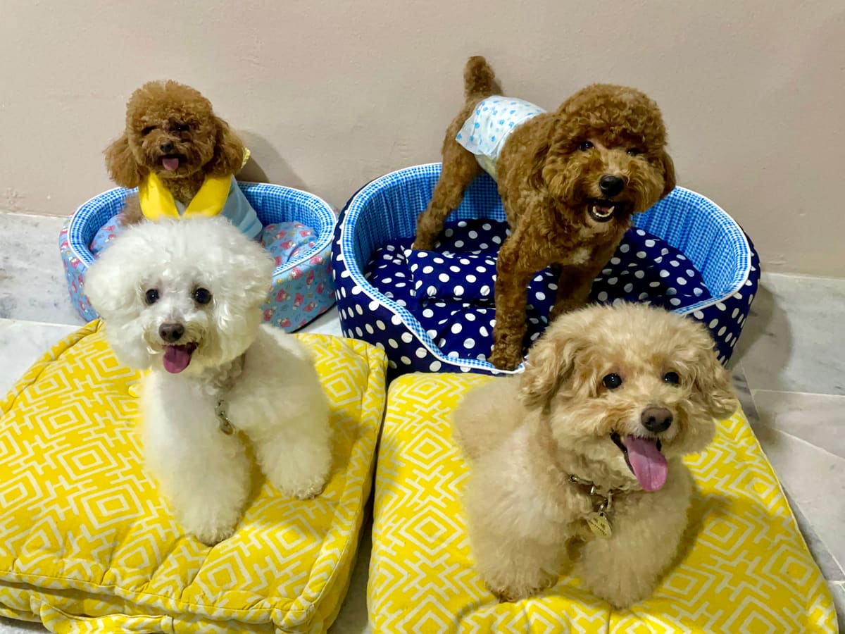 WOH Family dog moment 19