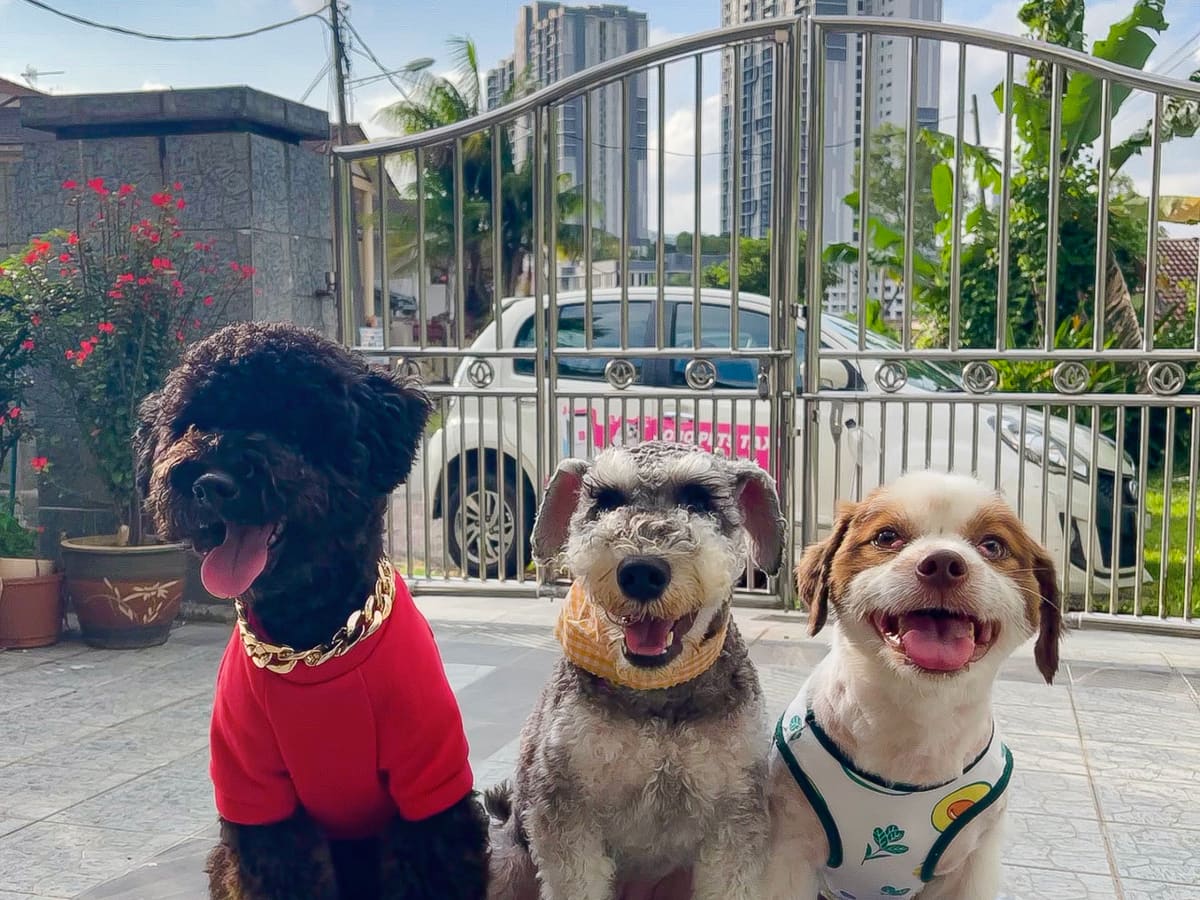 WOH Family dog moment 20