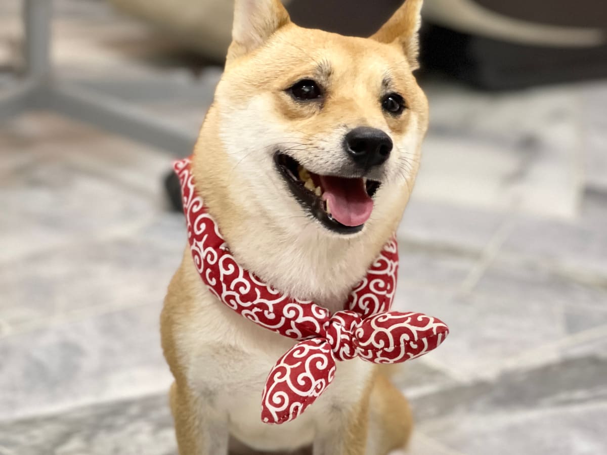 WOH Family dog moment 22