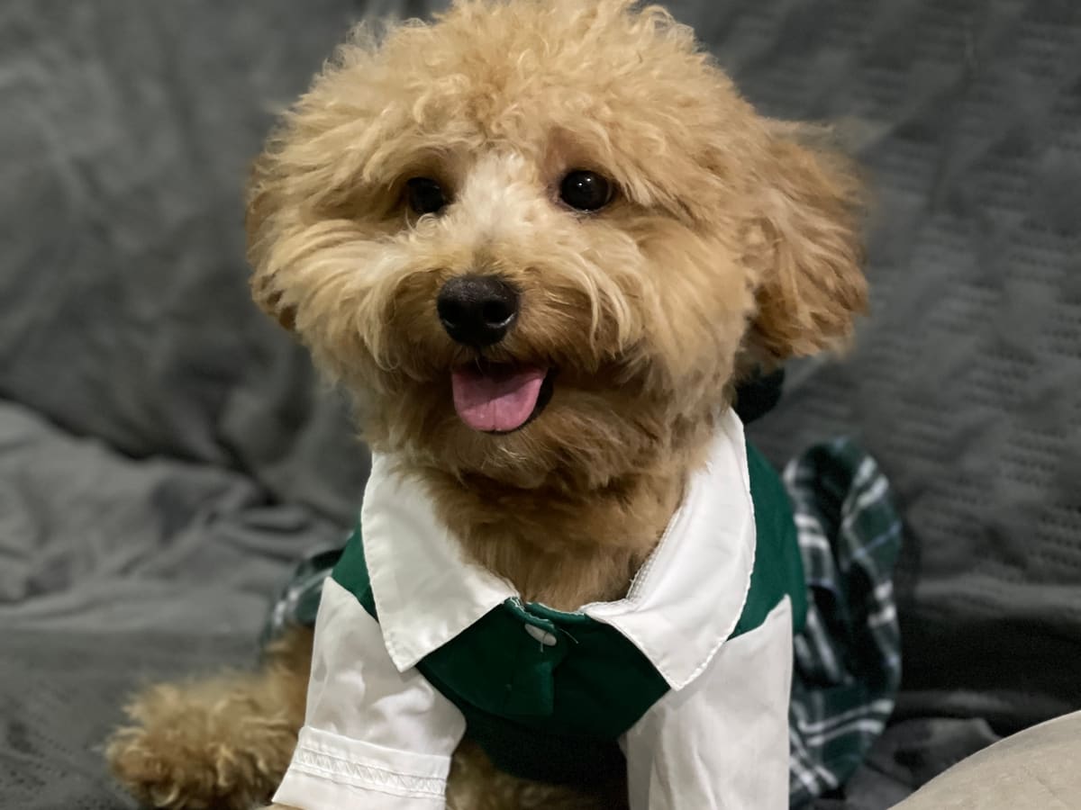 WOH Family dog moment 23