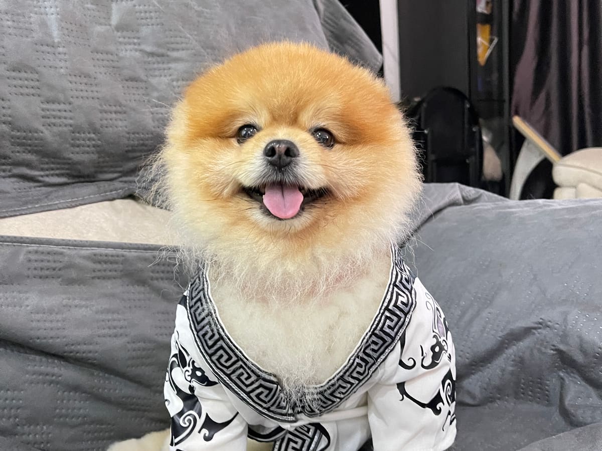 WOH Family dog moment 24
