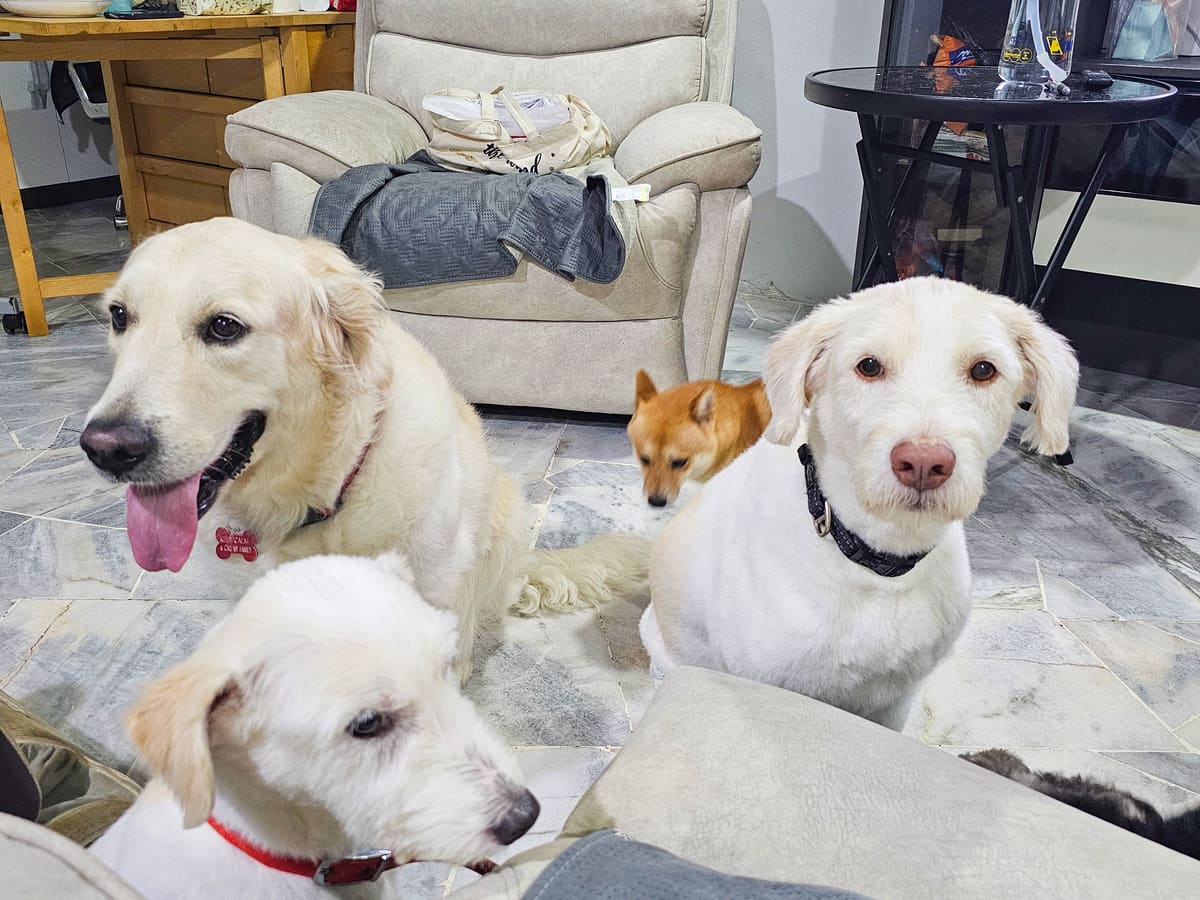WOH Family dog moment 25