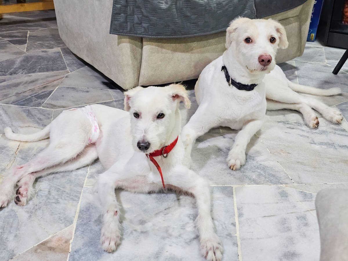 WOH Family dog moment 26