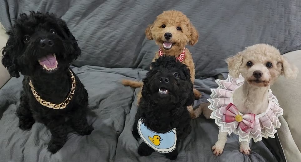 Max, Noah, Lily & Olive at WOH