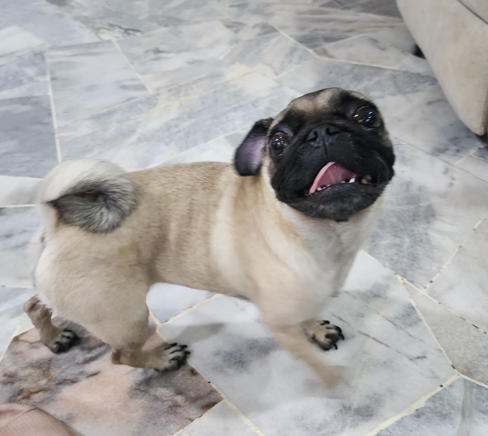 Peanut at WOH