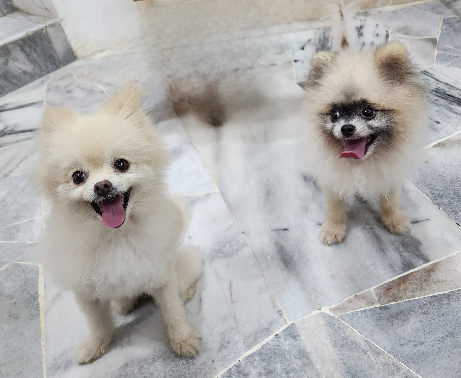 Puffy & Hormi at WOH