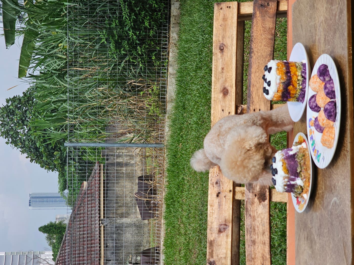 Birthday moment with dogs at WOH