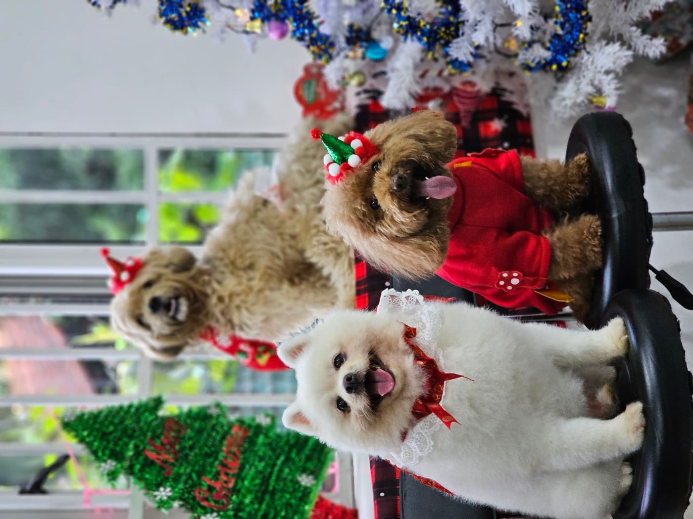 Dogs sitting together for a seasonal WOH photo