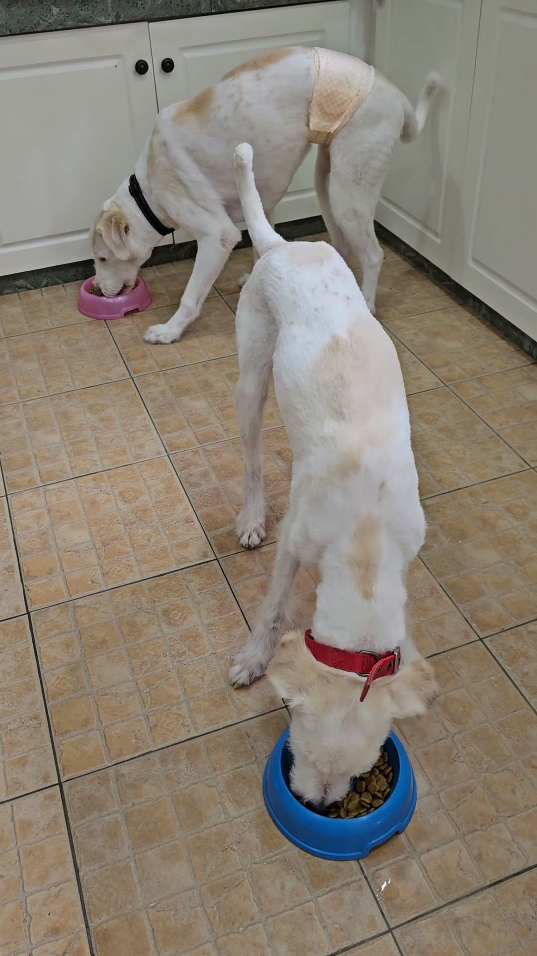 Dogs eating meals prepared at WOH