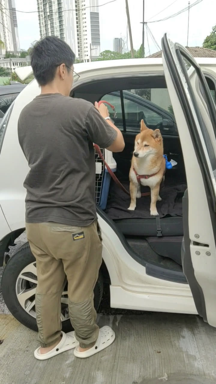A dog being loaded into a car for Pet Taxi transport at WOH
