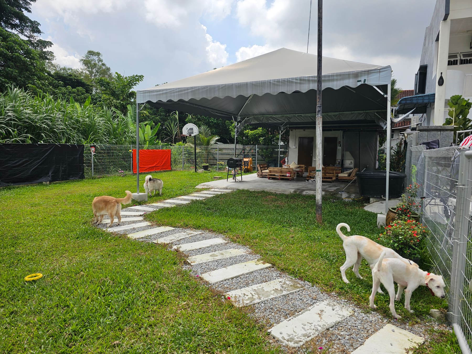 Dogs spending time on the grass at WOH